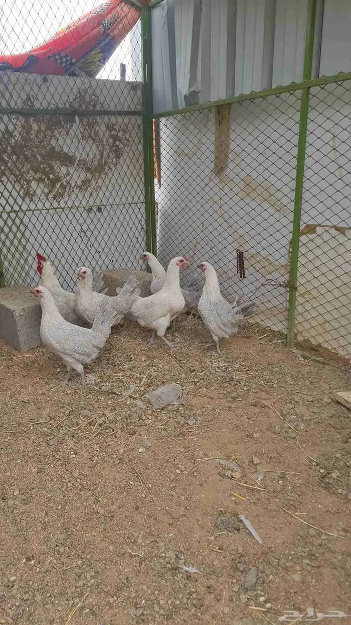 دجاج بشائر اللمنيوم 8