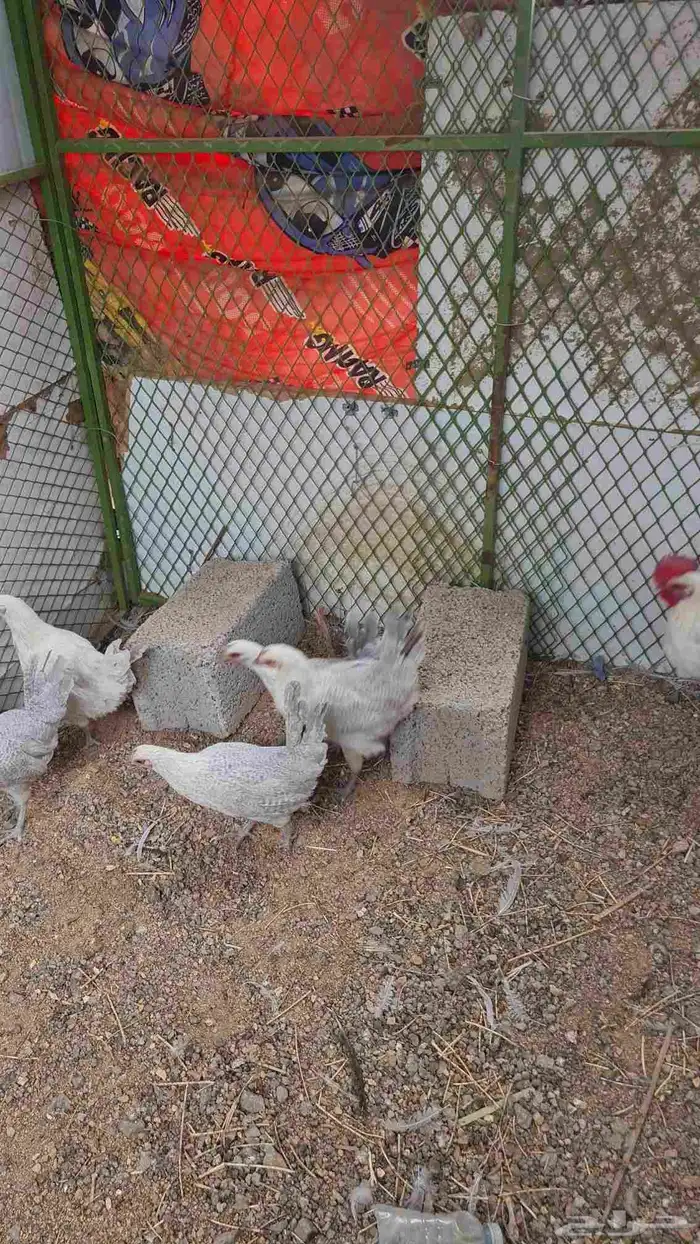 دجاج بشائر اللمنيوم 1