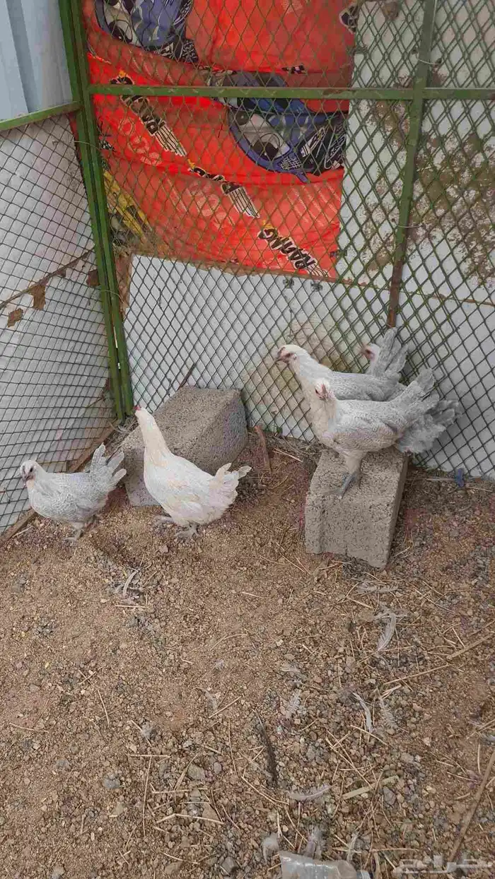 دجاج بشائر اللمنيوم 3