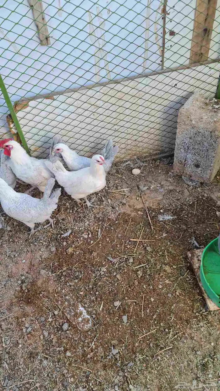 دجاج بشائر اللمنيوم 0