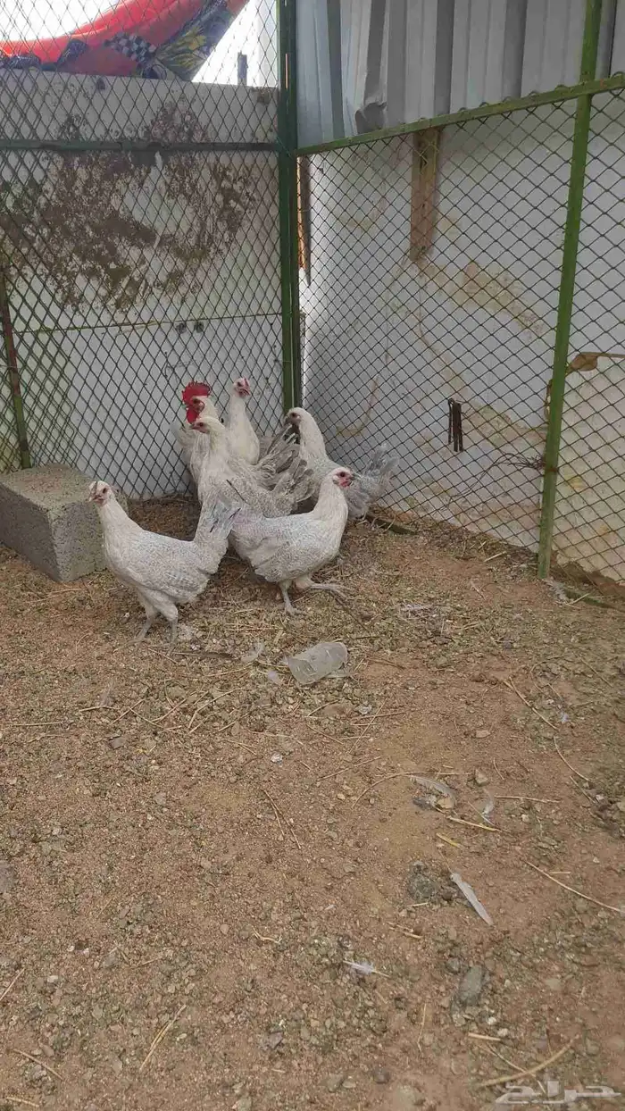 دجاج بشائر اللمنيوم 9