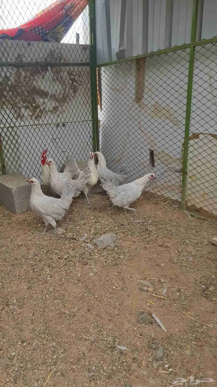 دجاج بشائر اللمنيوم 7