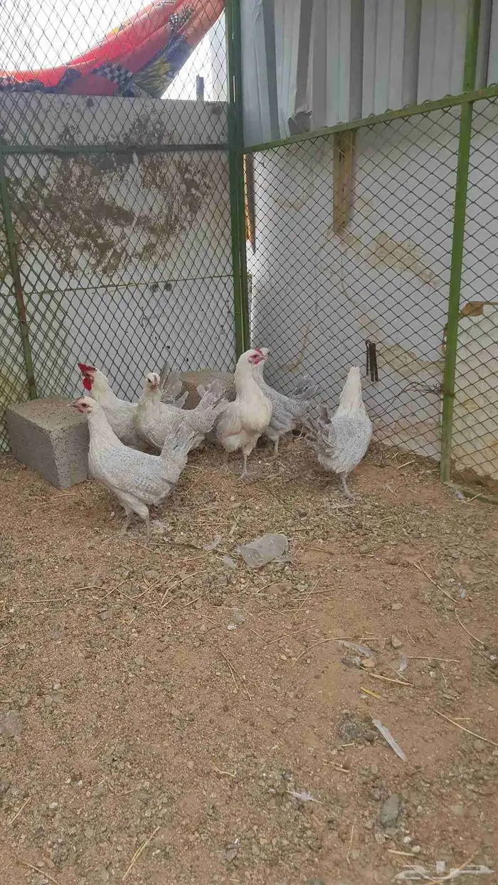 دجاج بشائر اللمنيوم 6