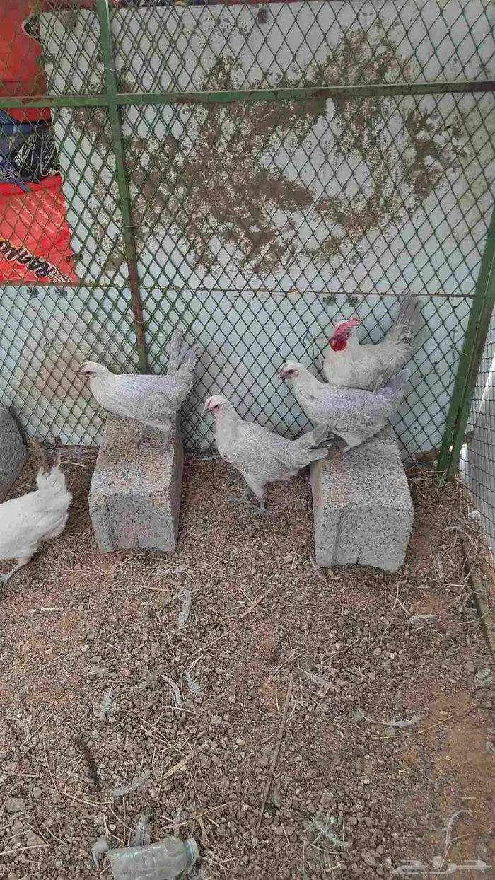 دجاج بشائر اللمنيوم 4