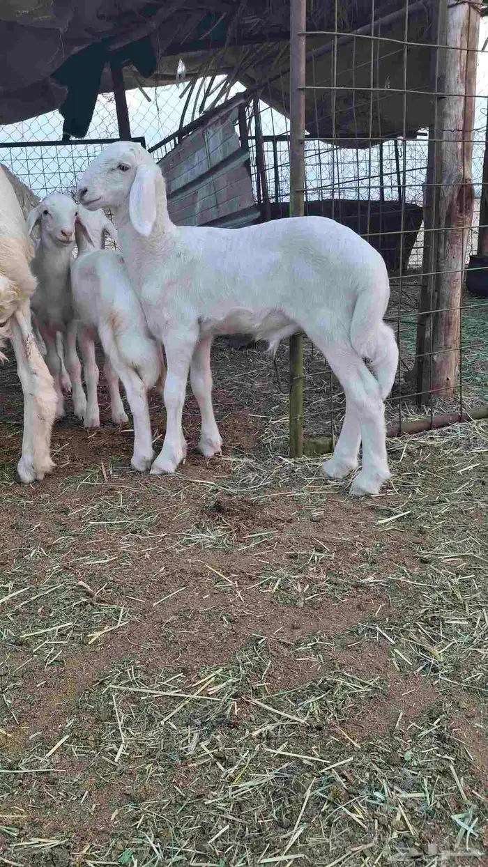 مشروع فحل حري صنف بعمر شهر 4