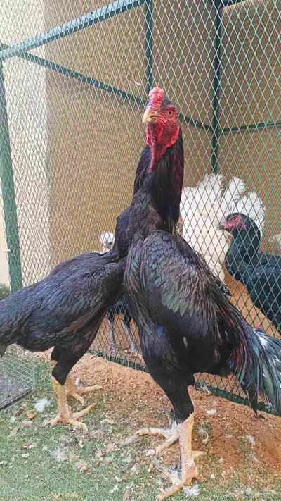 شامو الماني index