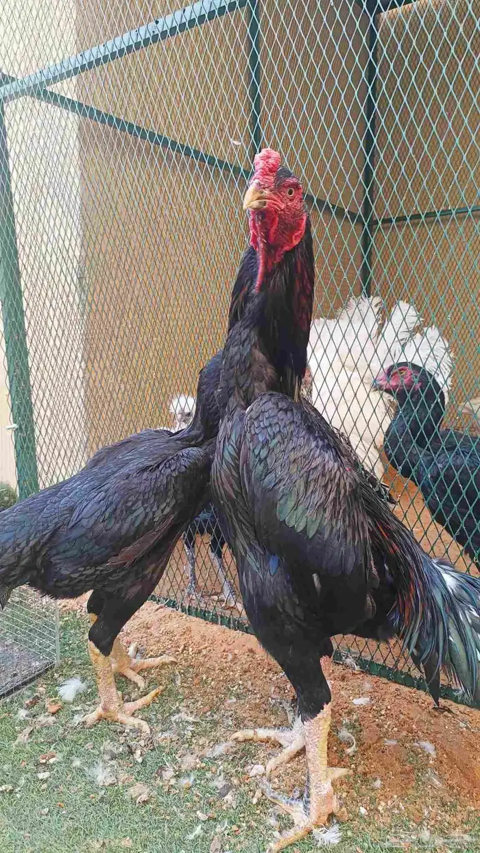 شامو الماني أساس خارجي 0