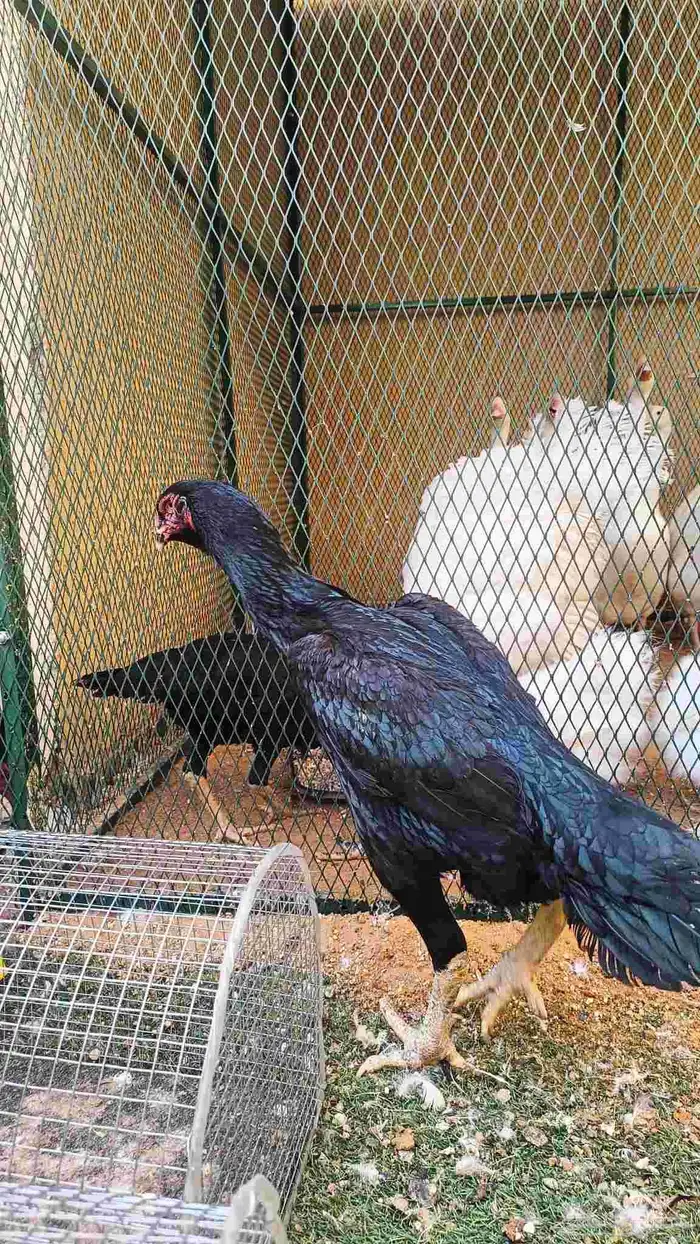 شامو الماني أساس خارجي 1