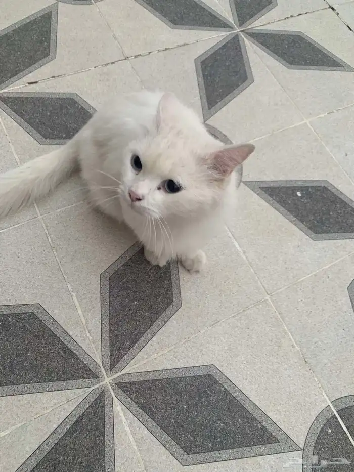 قطه ضايعه بحي البلديه راعي البسه يجي خاص 2