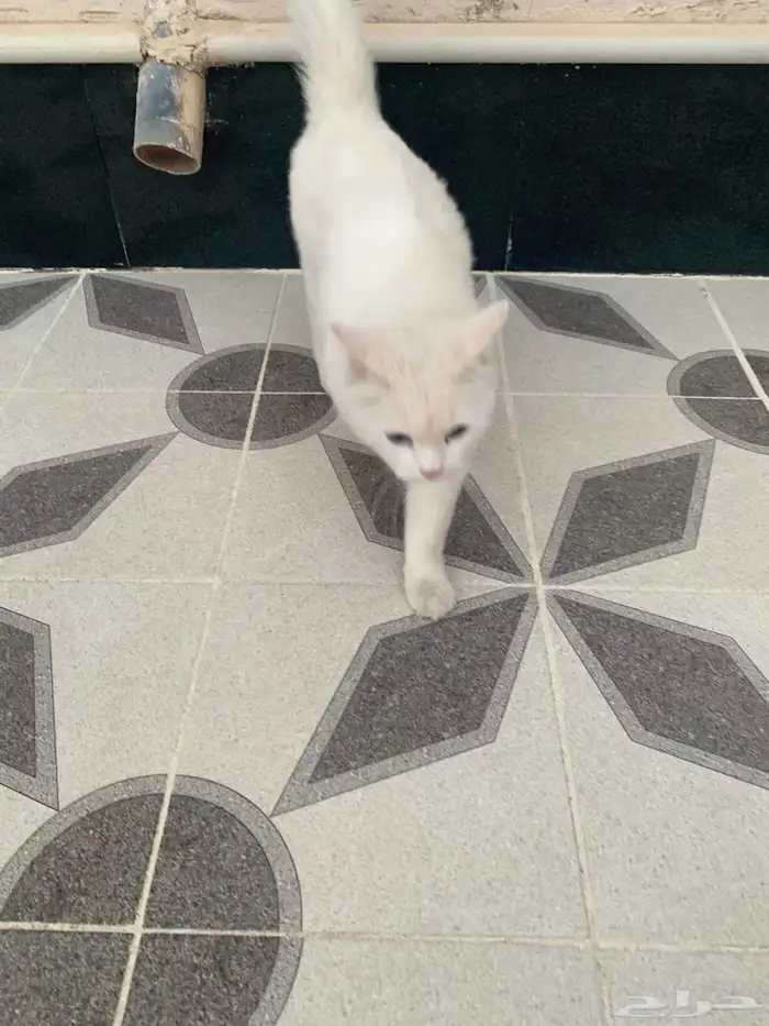 قطه ضايعه بحي البلديه راعي البسه يجي خاص 1