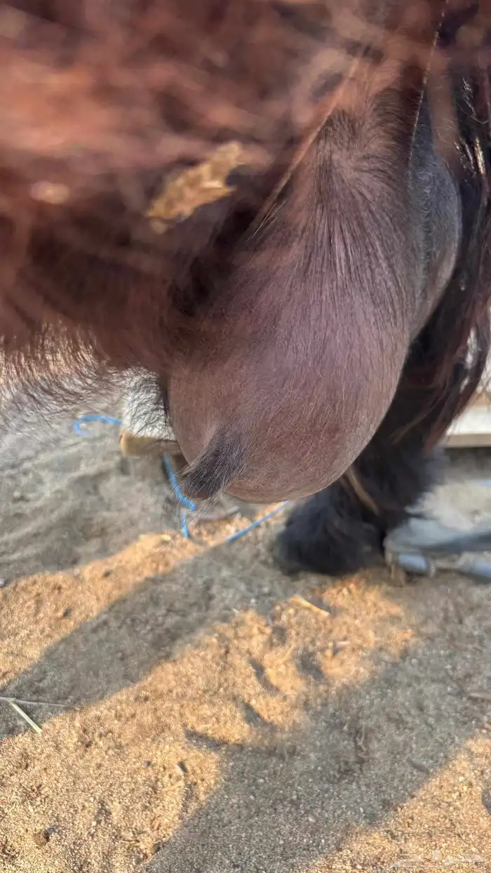 عنز عارضية حليب وافر شرط 8