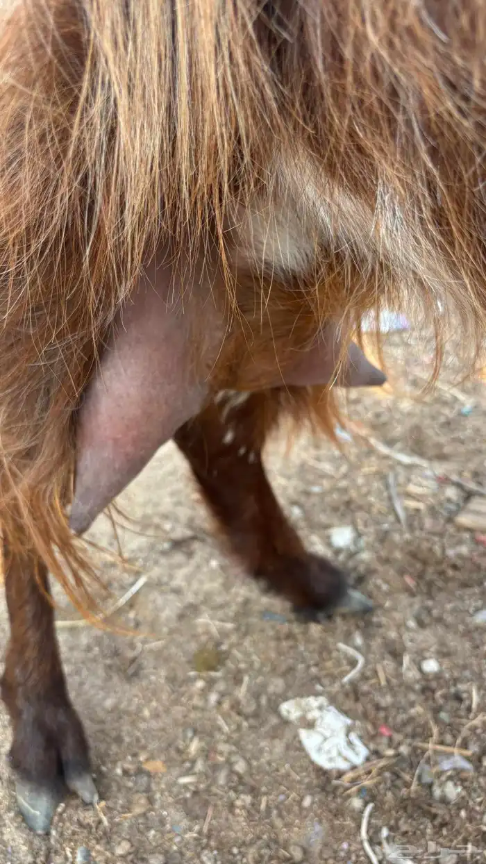 عنز عارضية حليب وافر شرط 10