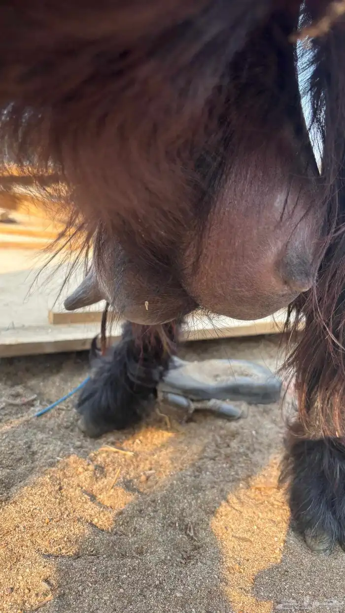 عنز عارضية حليب وافر شرط 7