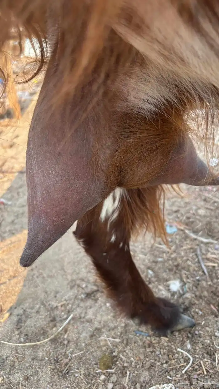 عنز عارضية حليب وافر شرط 12