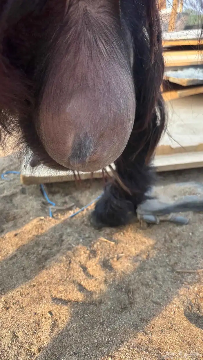 عنز عارضية حليب وافر شرط 6