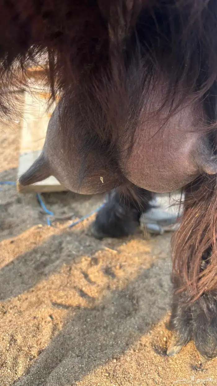 عنز عارضية حليب وافر شرط 5