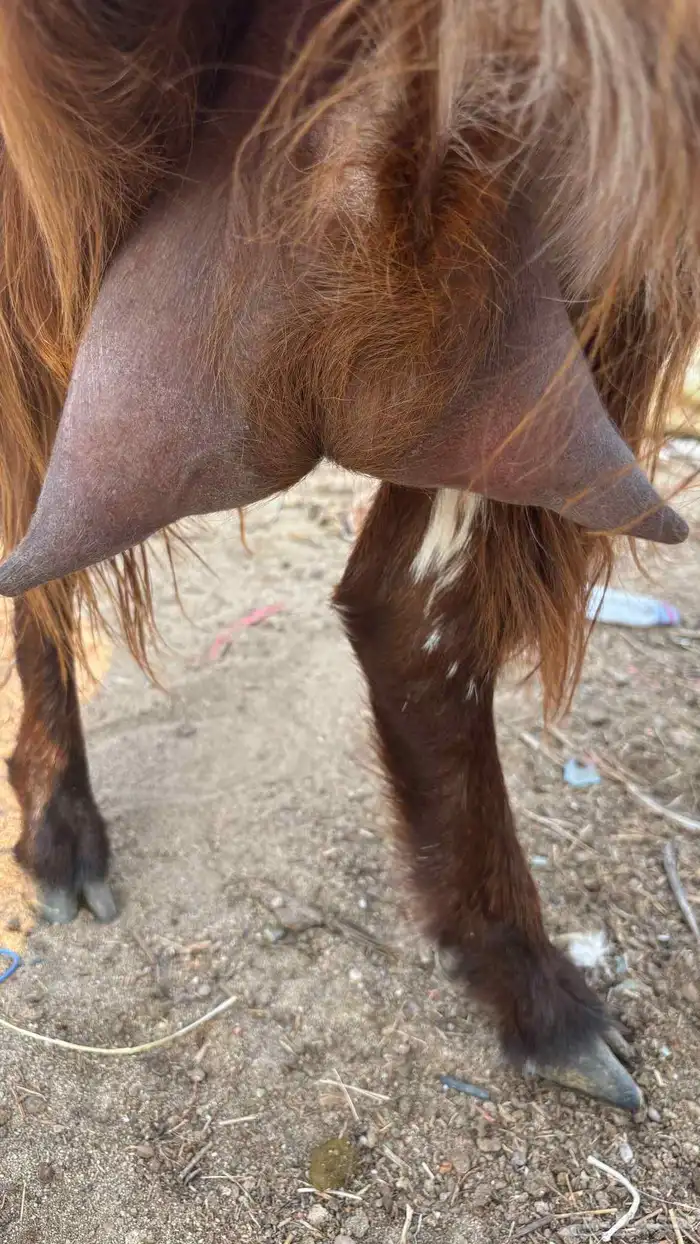 عنز عارضية حليب وافر شرط 11