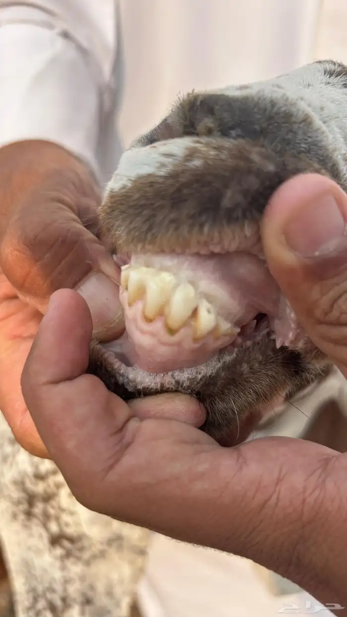 عنز عارضية حليب وافر شرط 14