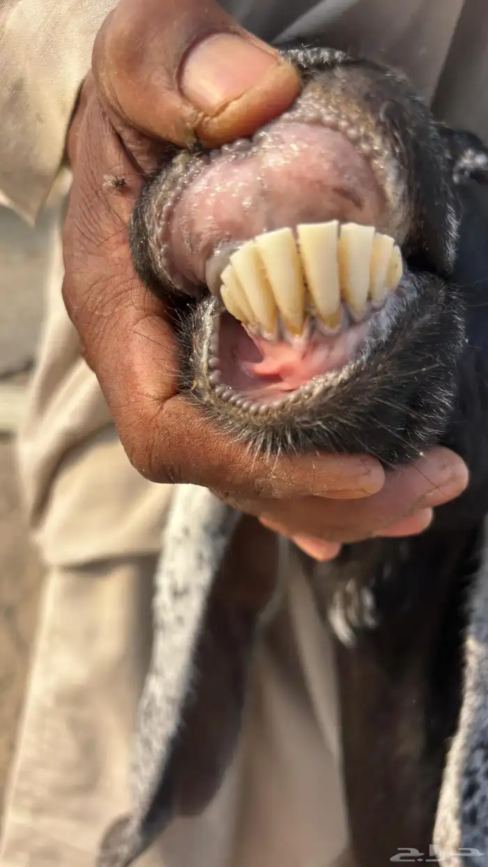 عنز عارضية حليب وافر شرط 9