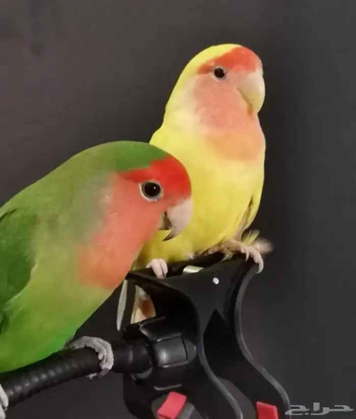 زوج ببغاء الروز ذكر وأنثى أليف لعوب مغرده منتجه 3