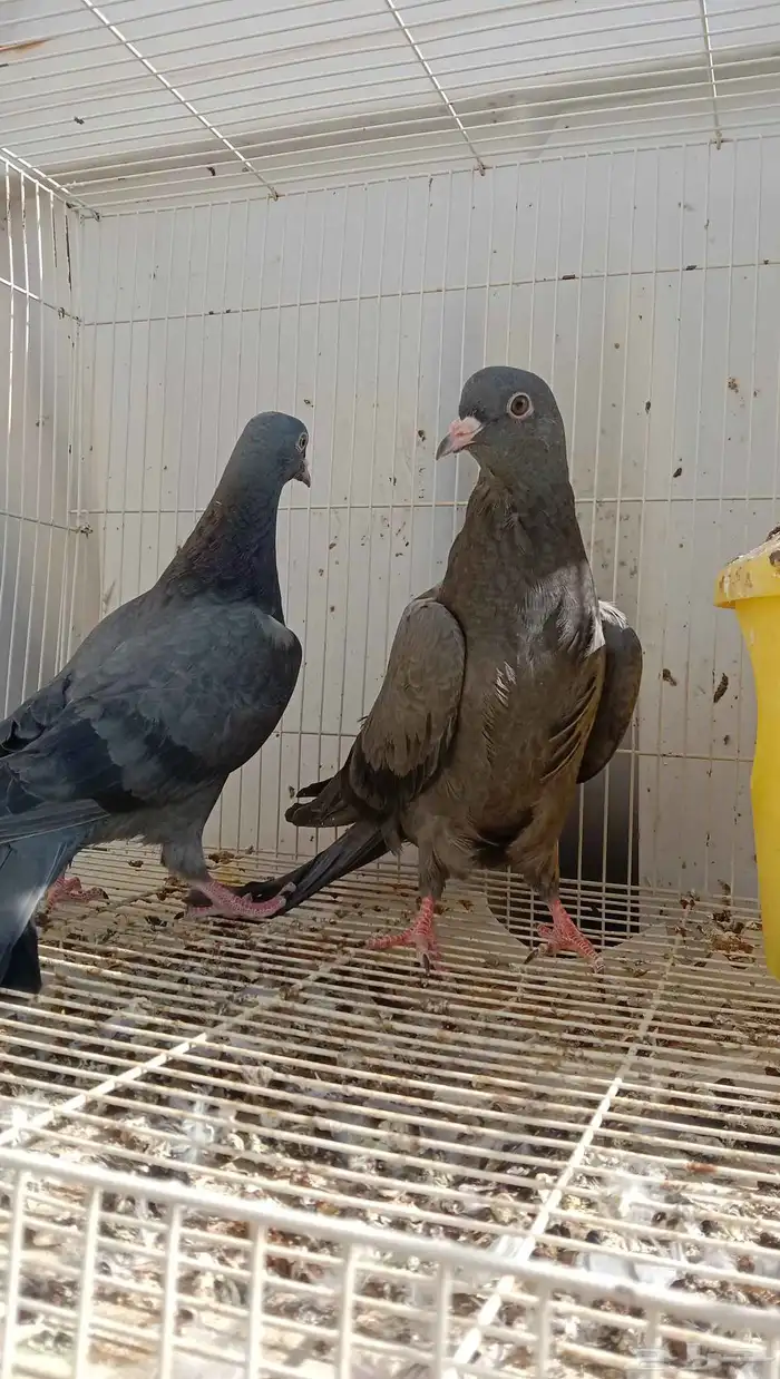 حمام باكستاني كالو كمنقر طبه 1