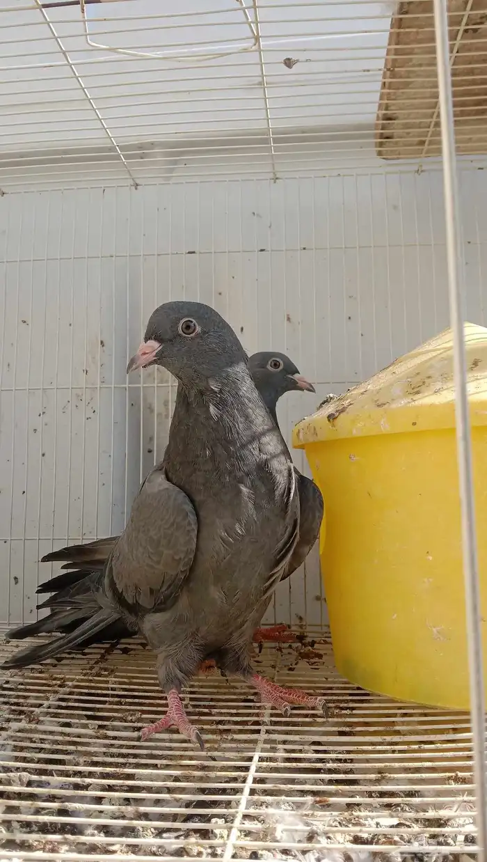 حمام باكستاني كالو كمنقر طبه 0