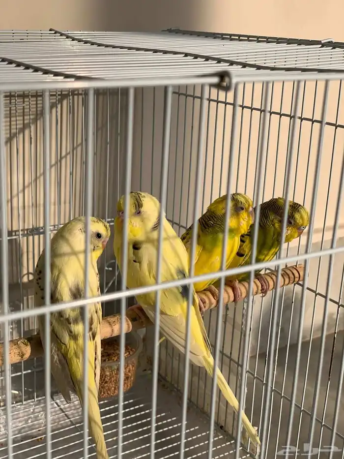 عصافير الحب 2