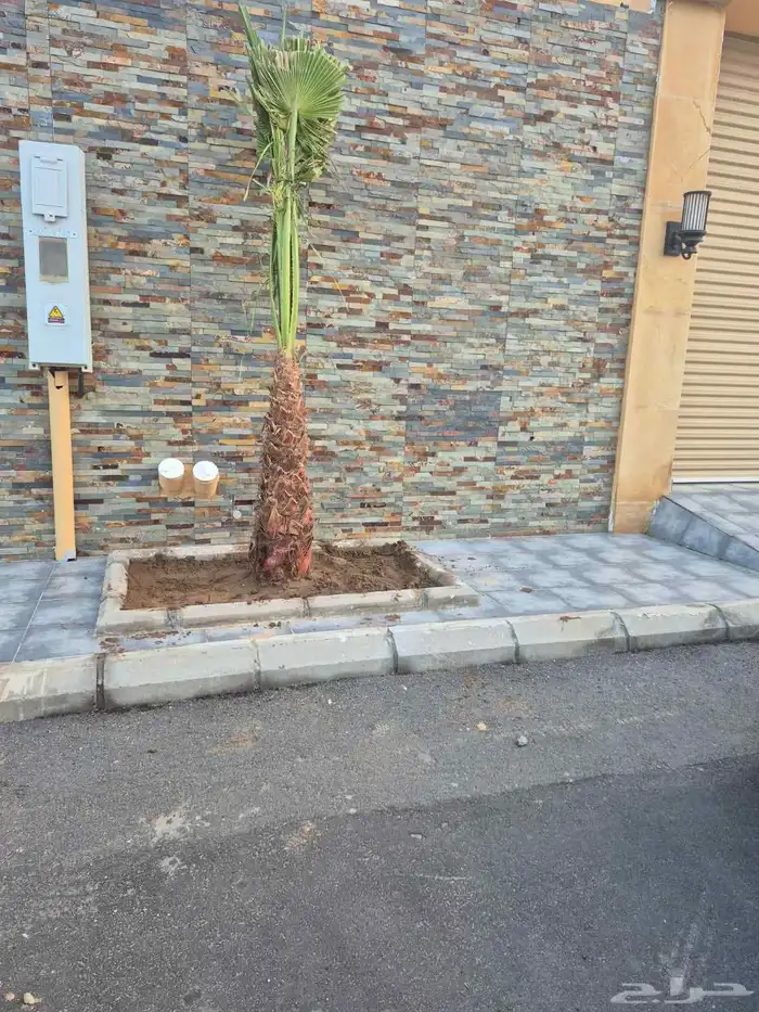 سلام عليكم ورحمة الله وبركاته نخل زينه اللبيع 1