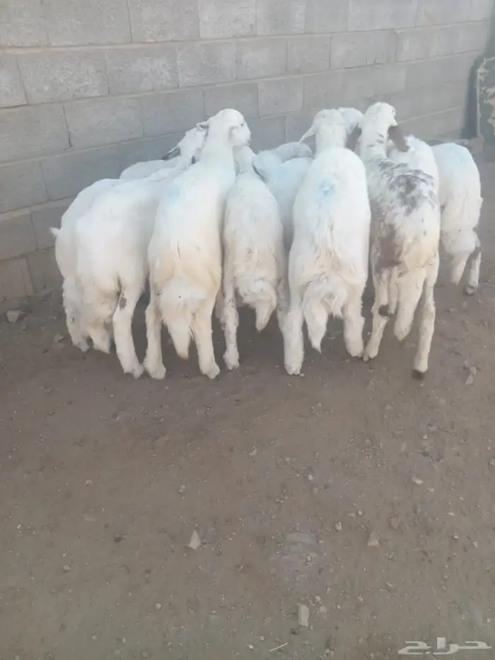 13 من البهم مرابي نظيف وسمان وشعره 0