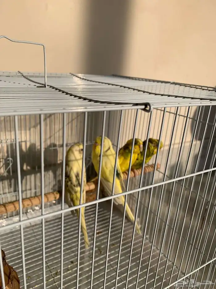 عصافير الحب 2