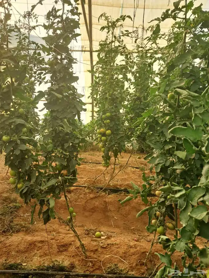 فرص استثمار متميزة للجادين فقط 1