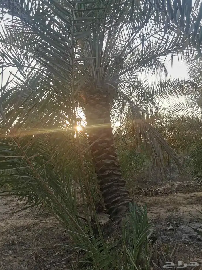 بيع جميع انواع النخل والشجر والعشيب والورد وتنظيف النخيل 1