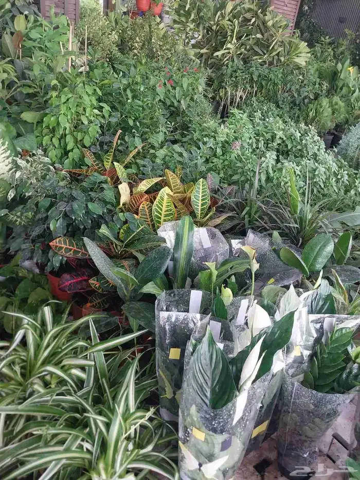 مشتل بيع الزهور والورد والاشجار وتنسيق الحدائق 7