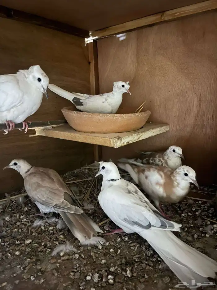 قماري هولندي 1