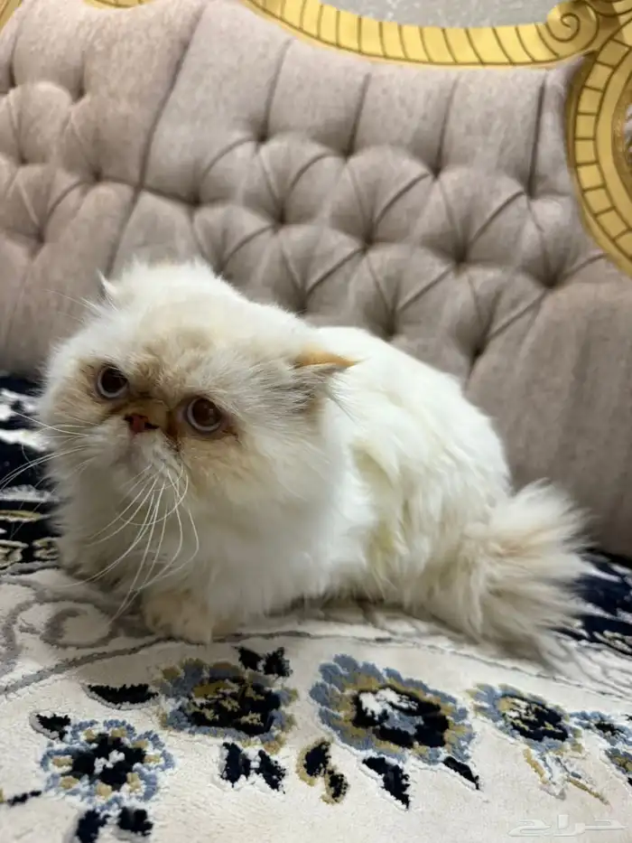 قطه انثى هاديه جدا نوع هملايا للبيع 1