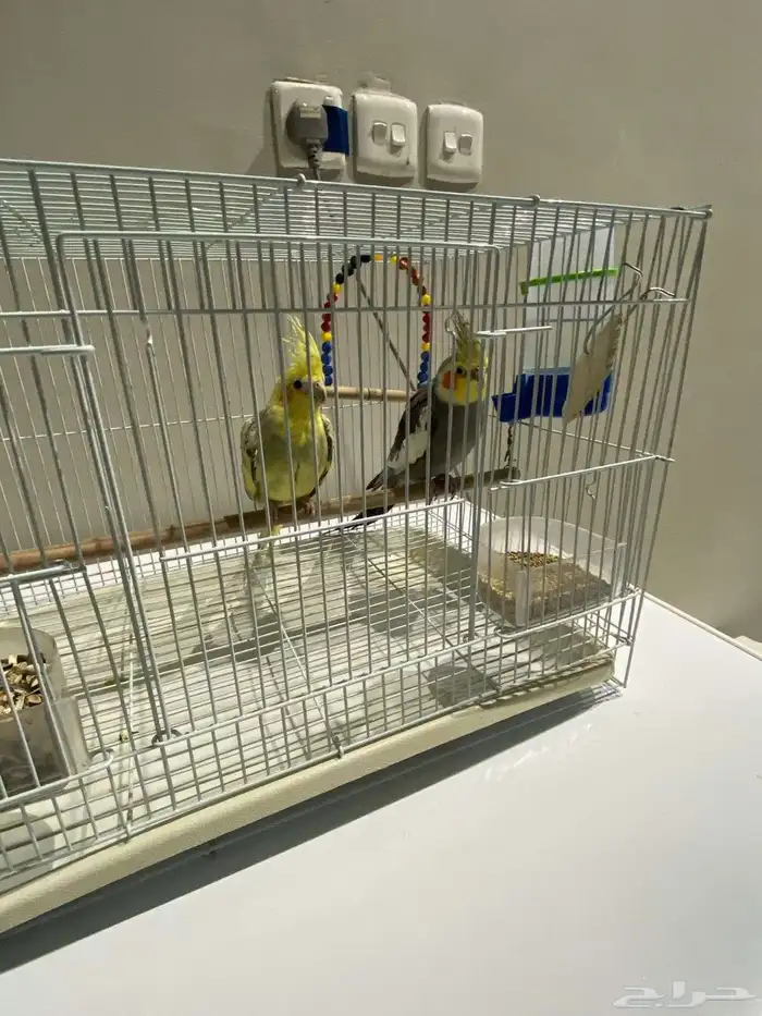 زوج كوكتيل منتج تحتة 5بيضات الذكر نورمل والانثا فراشة 1