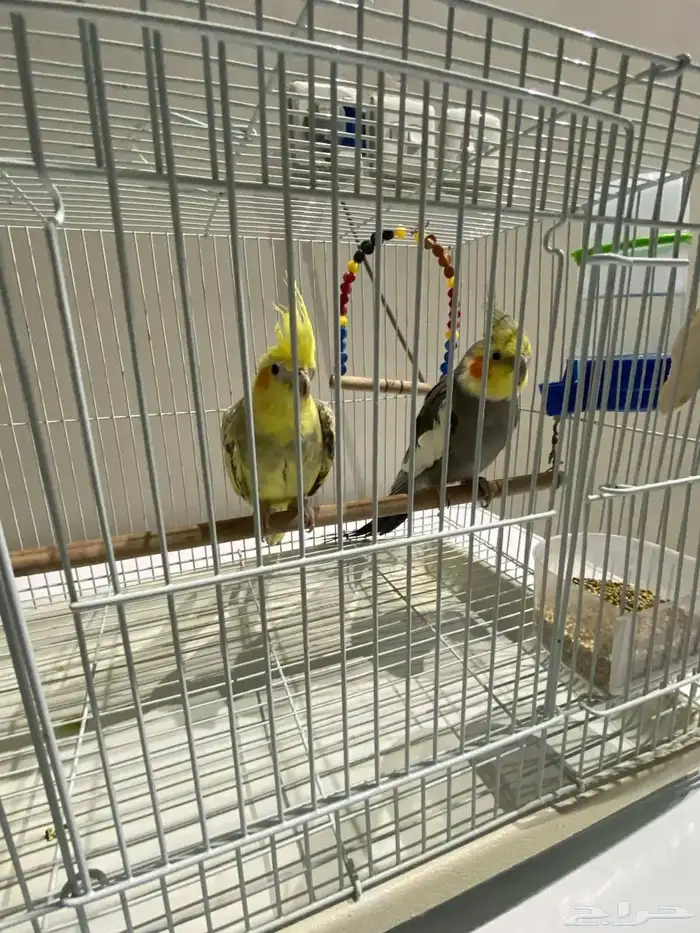 زوج كوكتيل منتج تحتة 5بيضات الذكر نورمل والانثا فراشة 2