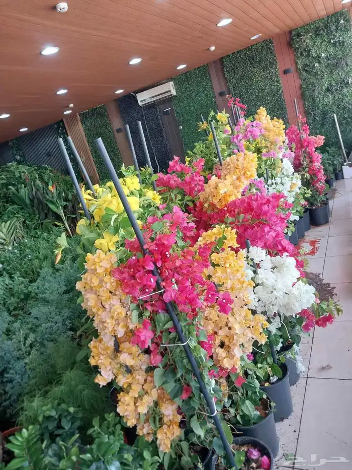 مشتل بيع الزهور والورد والاشجار وتنسيق الحدائق 6