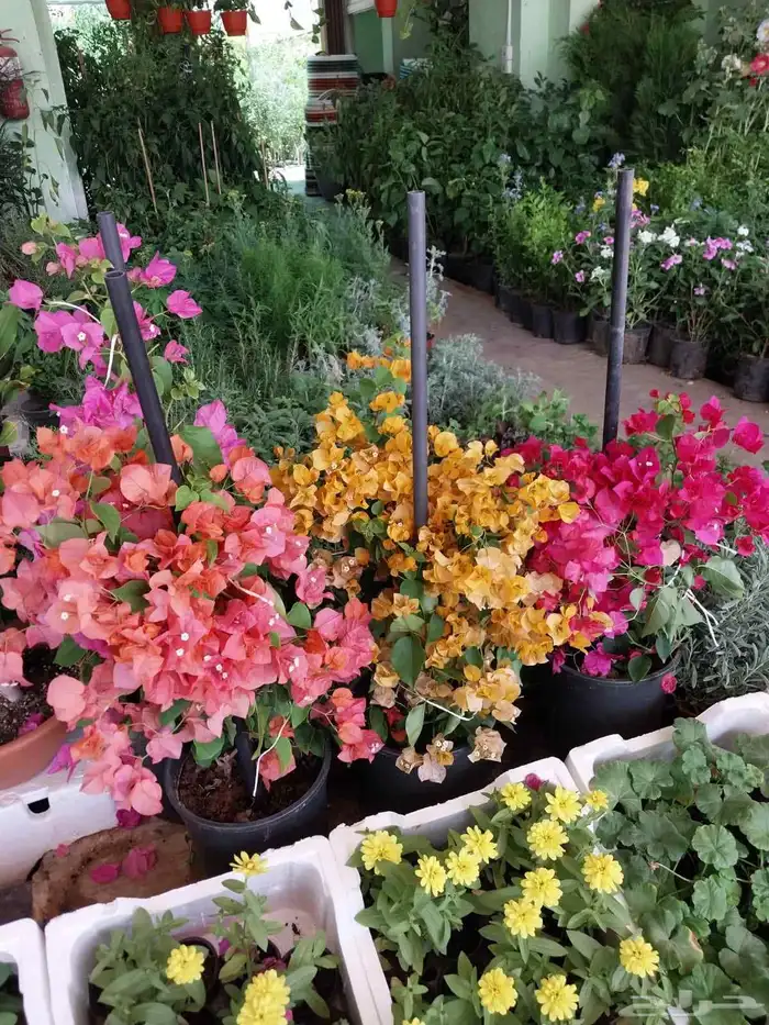 مشتل بيع الزهور والورد والاشجار وتنسيق الحدائق 8