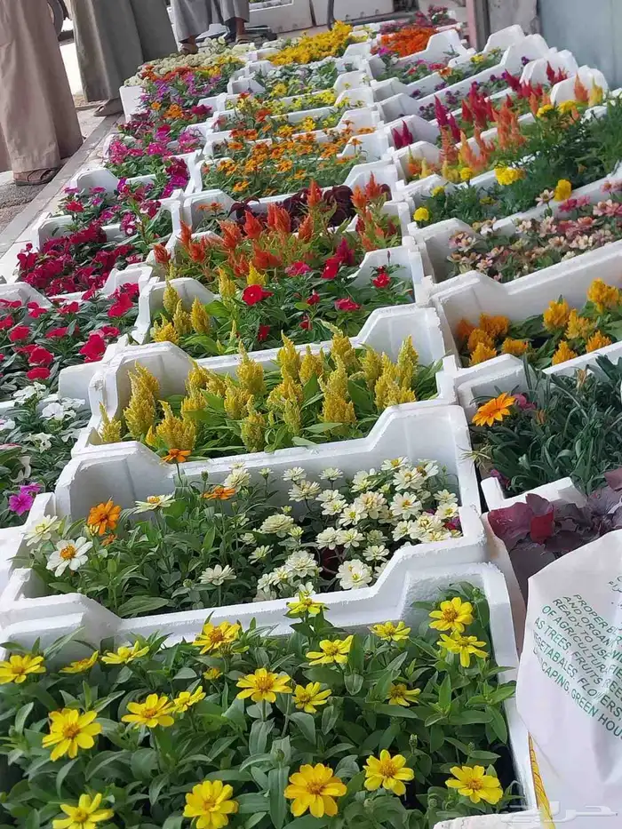 مشتل بيع الزهور والورد والاشجار وتنسيق الحدائق 4