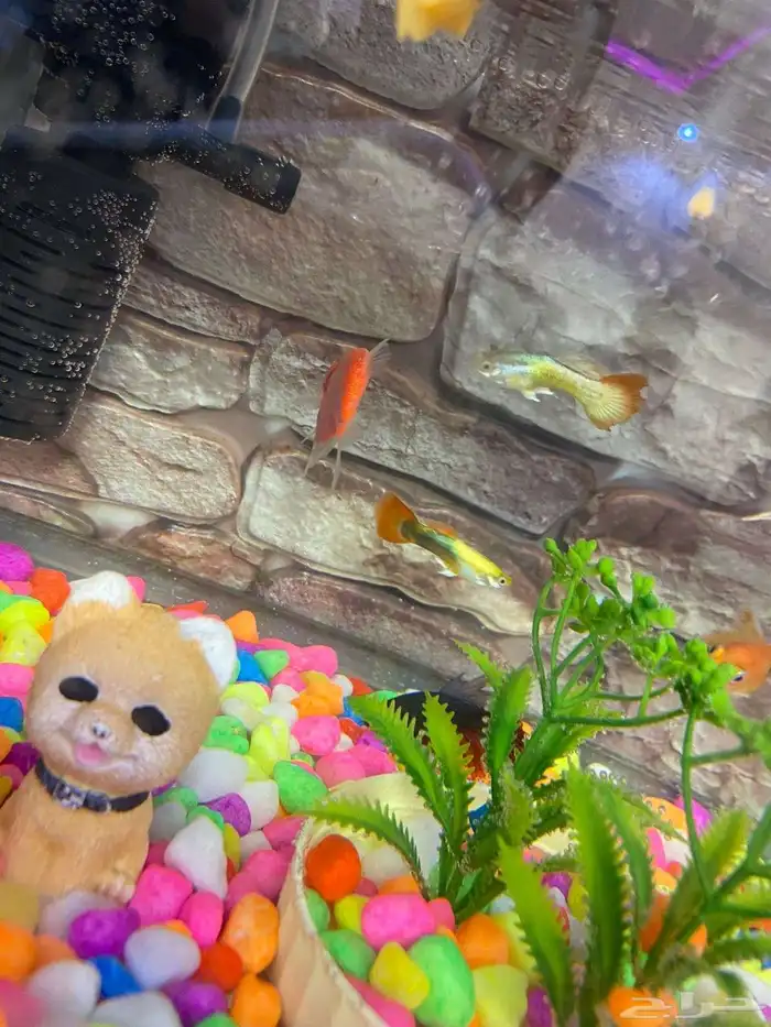 حوض اسماك للبيع مكون من 6 سمكات وفلتر هواء 1