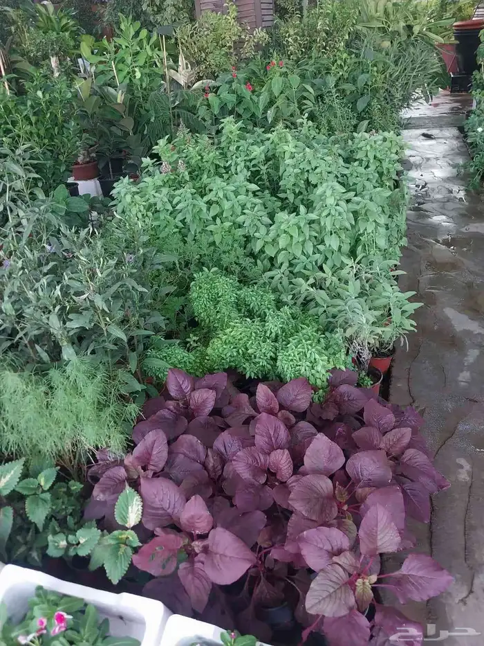 مشتل بيع الزهور والورد والاشجار وتنسيق الحدائق 5