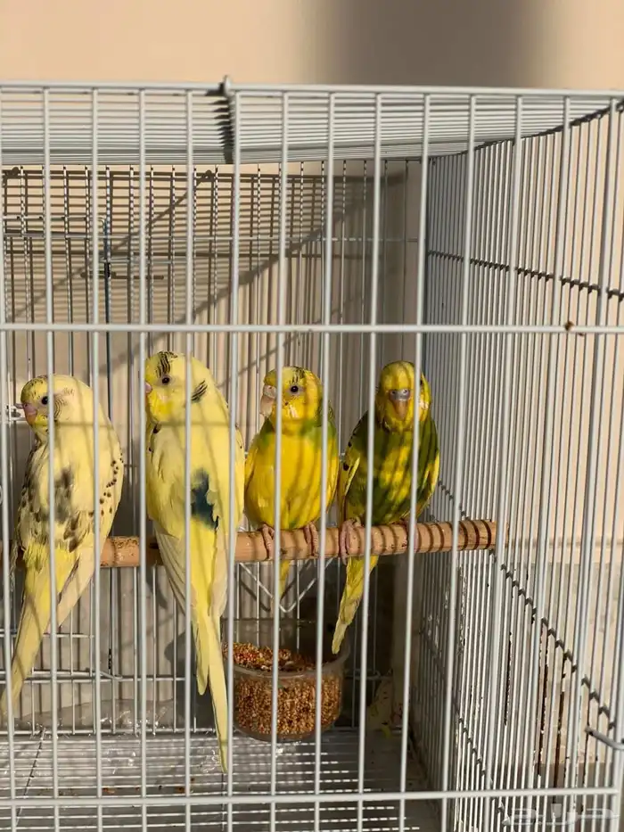 عصافير الحب 0