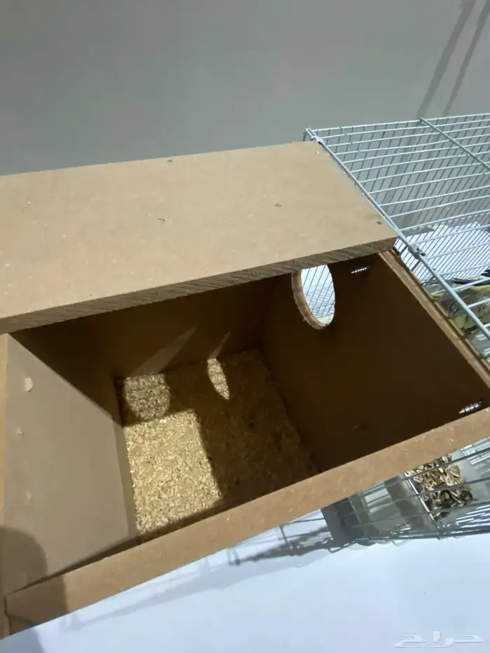 زوج كوكتيل منتج تحتة 5بيضات الذكر نورمل والانثا فراشة 3