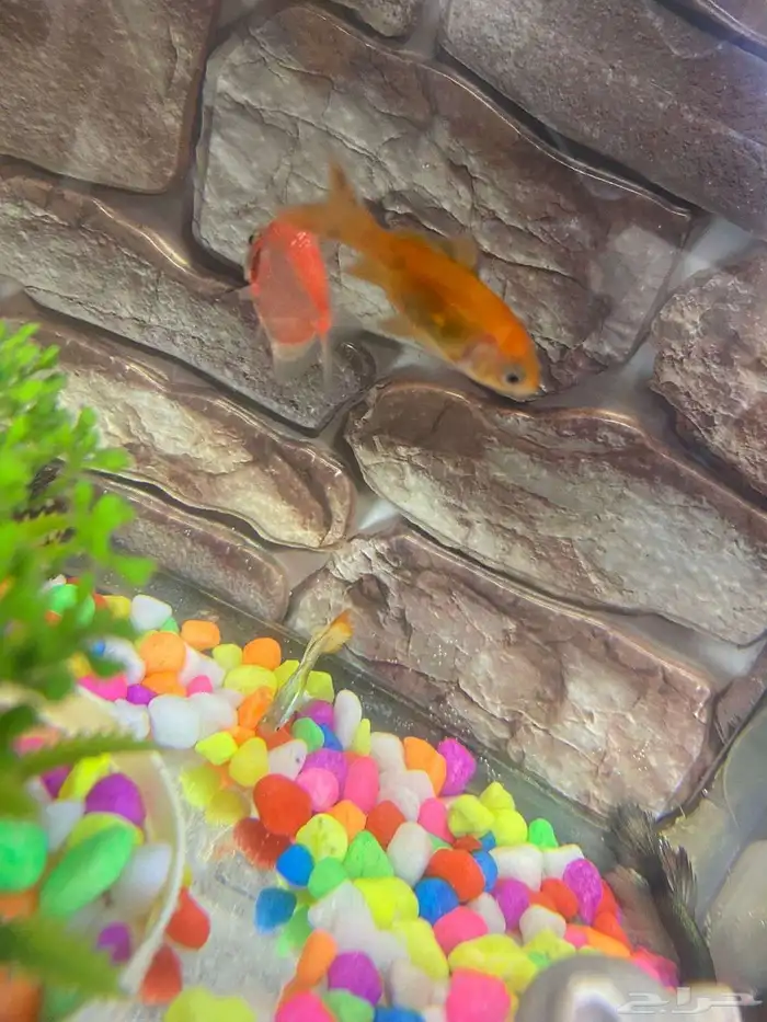 حوض اسماك للبيع مكون من 6 سمكات وفلتر هواء 0