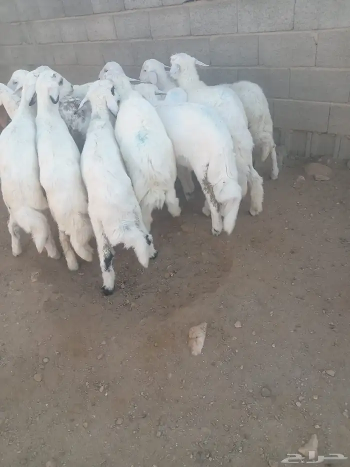 13 من البهم مرابي نظيف وسمان وشعره 3