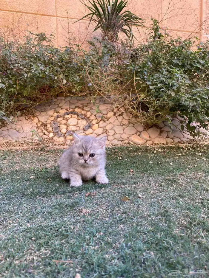 سكوتش فولد بيور مطعمين مدربين للبيع ولايوجد تبني 20