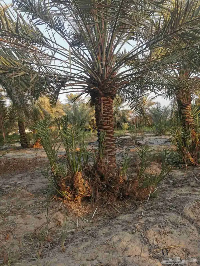 بيع جميع انواع النخل والشجر والعشيب والورد وتنظيف النخيل 2