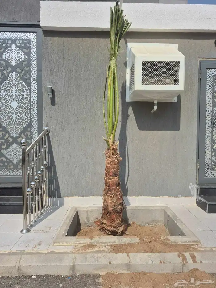 سلام عليكم ورحمة الله وبركاته نخل زينه اللبيع 9