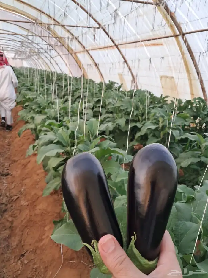 فرص استثمار متميزة للجادين فقط 2